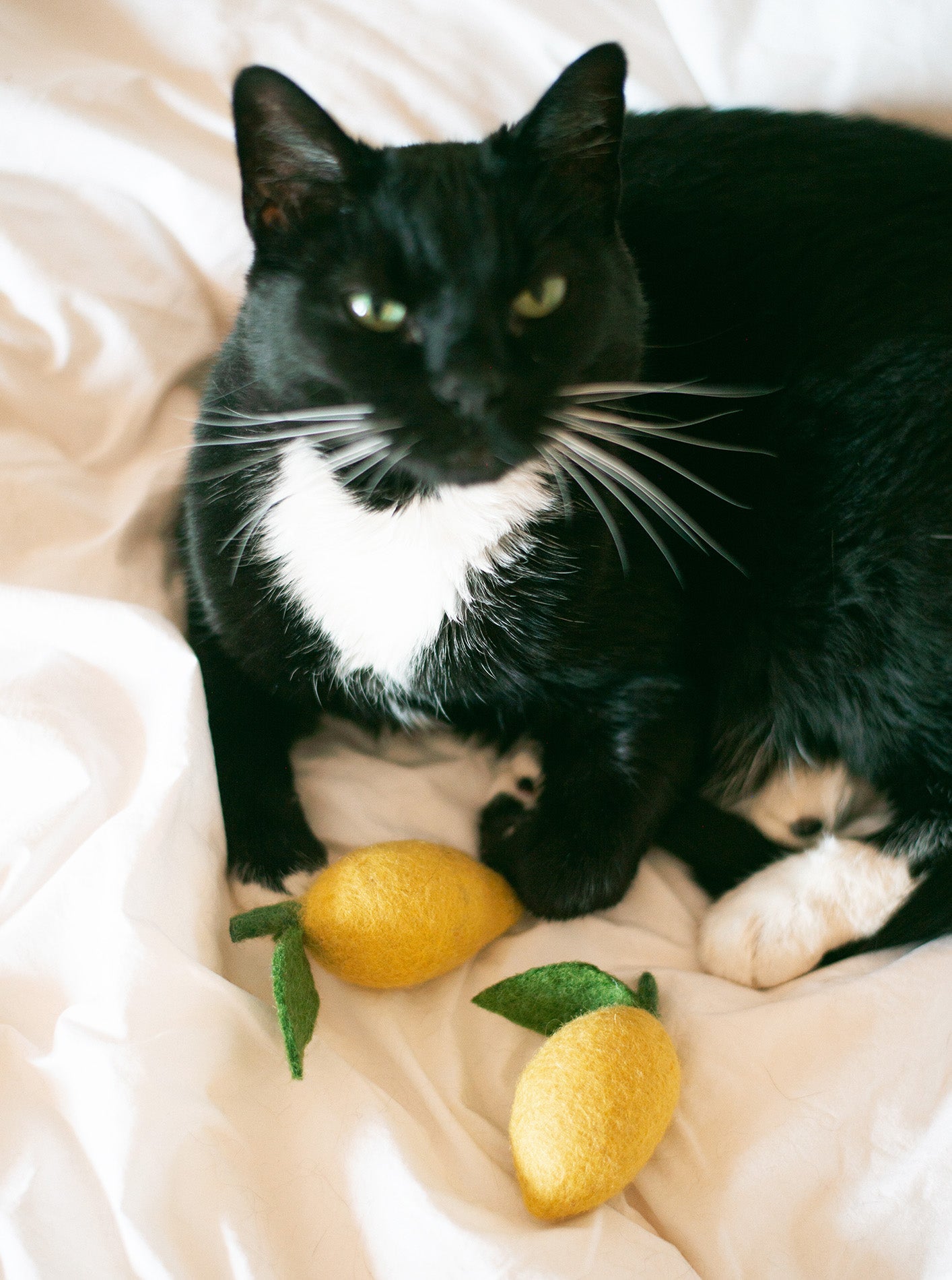 LEMON WOOL DOG & CAT TOY