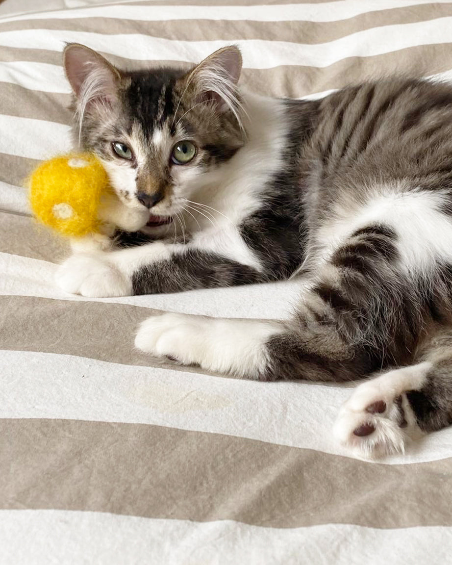 SHROOMS CAT TOY SET