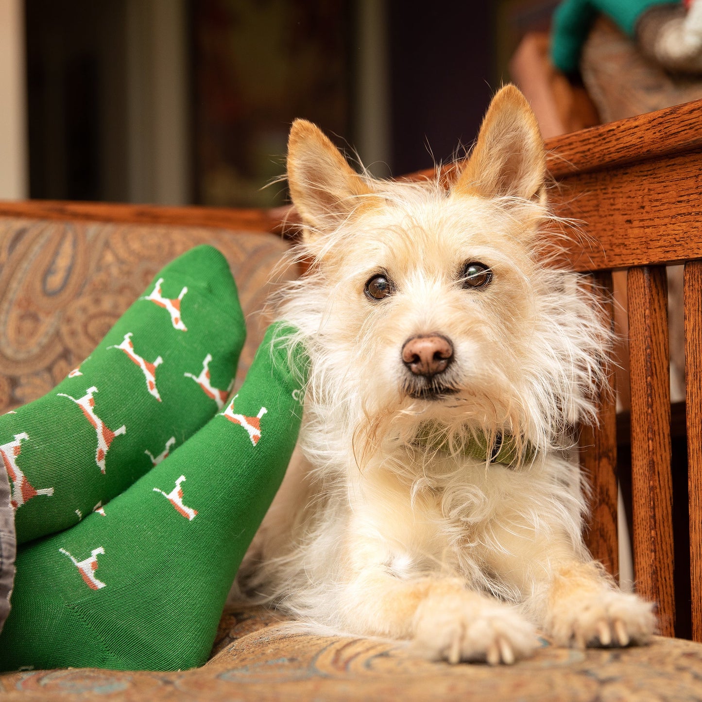 Save Dogs Gift Box