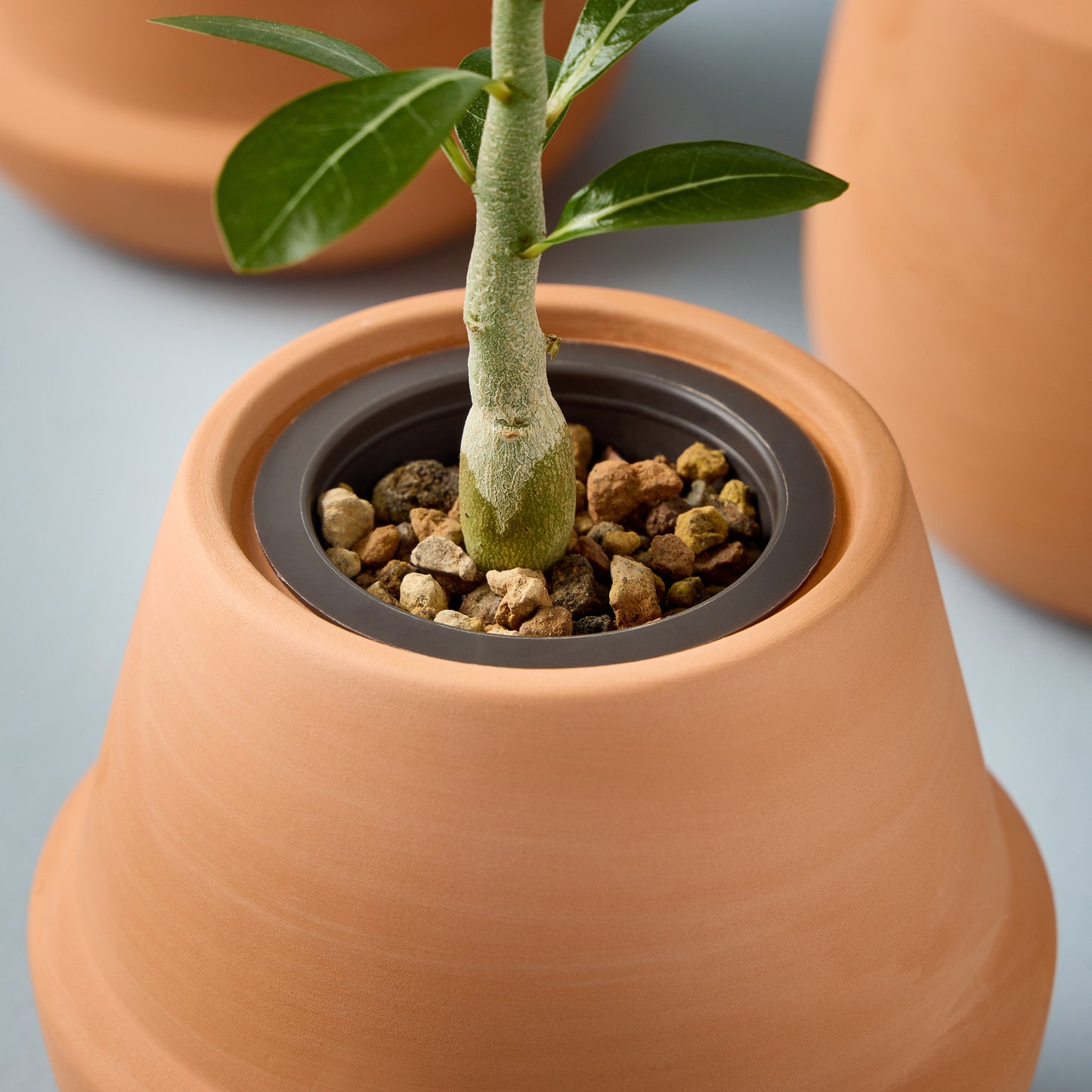 Modern Terracotta Grow Kits