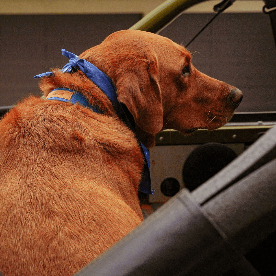 Malibu Sunset Sustainable Hemp Cotton Adjustable Dog Collar – Durable & Soft