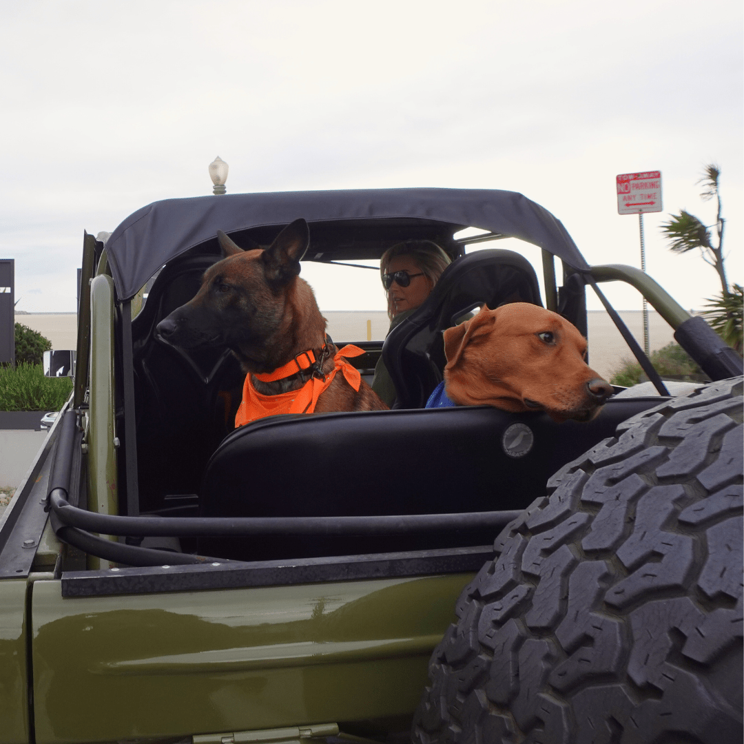 Malibu Sunset Sustainable Hemp Cotton Adjustable Dog Collar – Durable & Soft