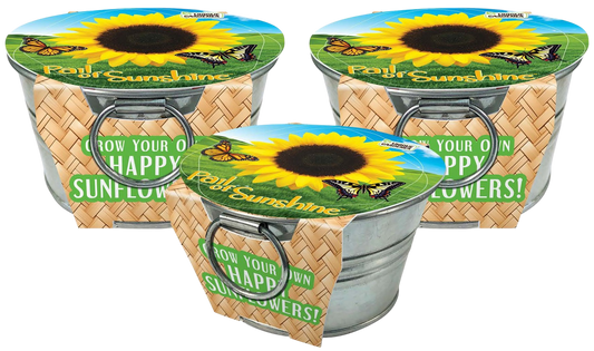 Pail of Sunshine - Grow Your Own Sunflowers Multipack of 3