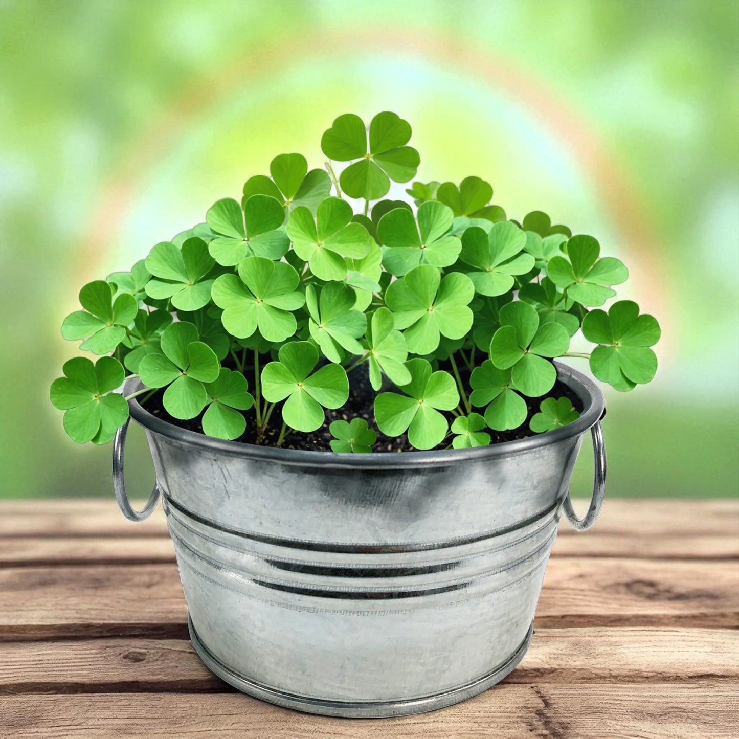 Pot O' Good Luck - Grow Your Own Shamrocks Multipack of 3