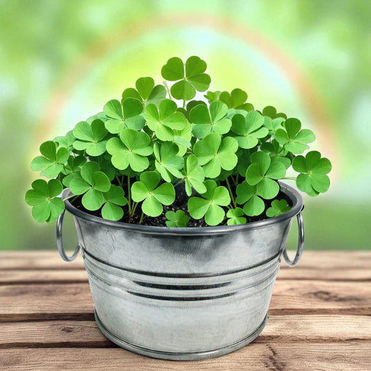 Pot O' Good Luck - Grow Your Own Shamrocks Multipack of 3