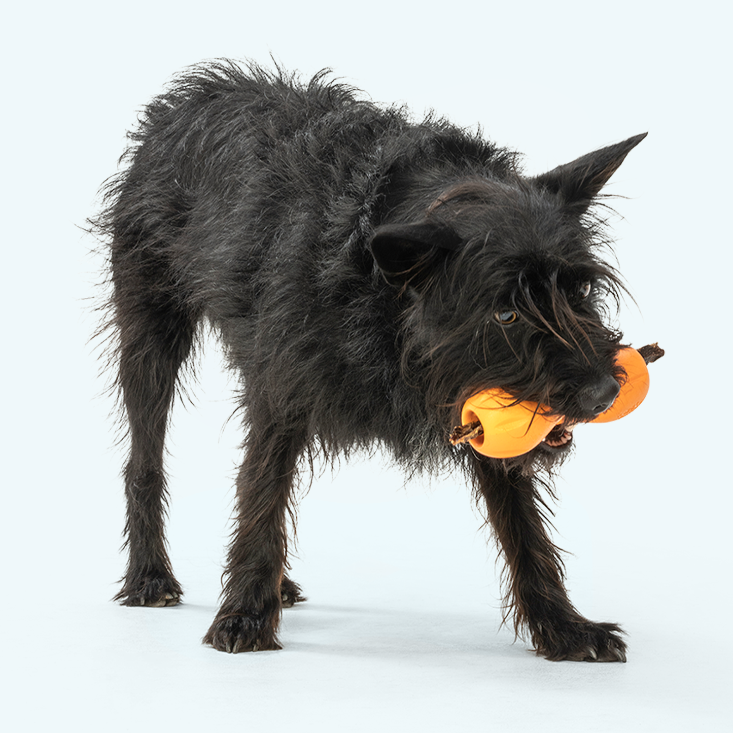 Qwizl Dog Toy