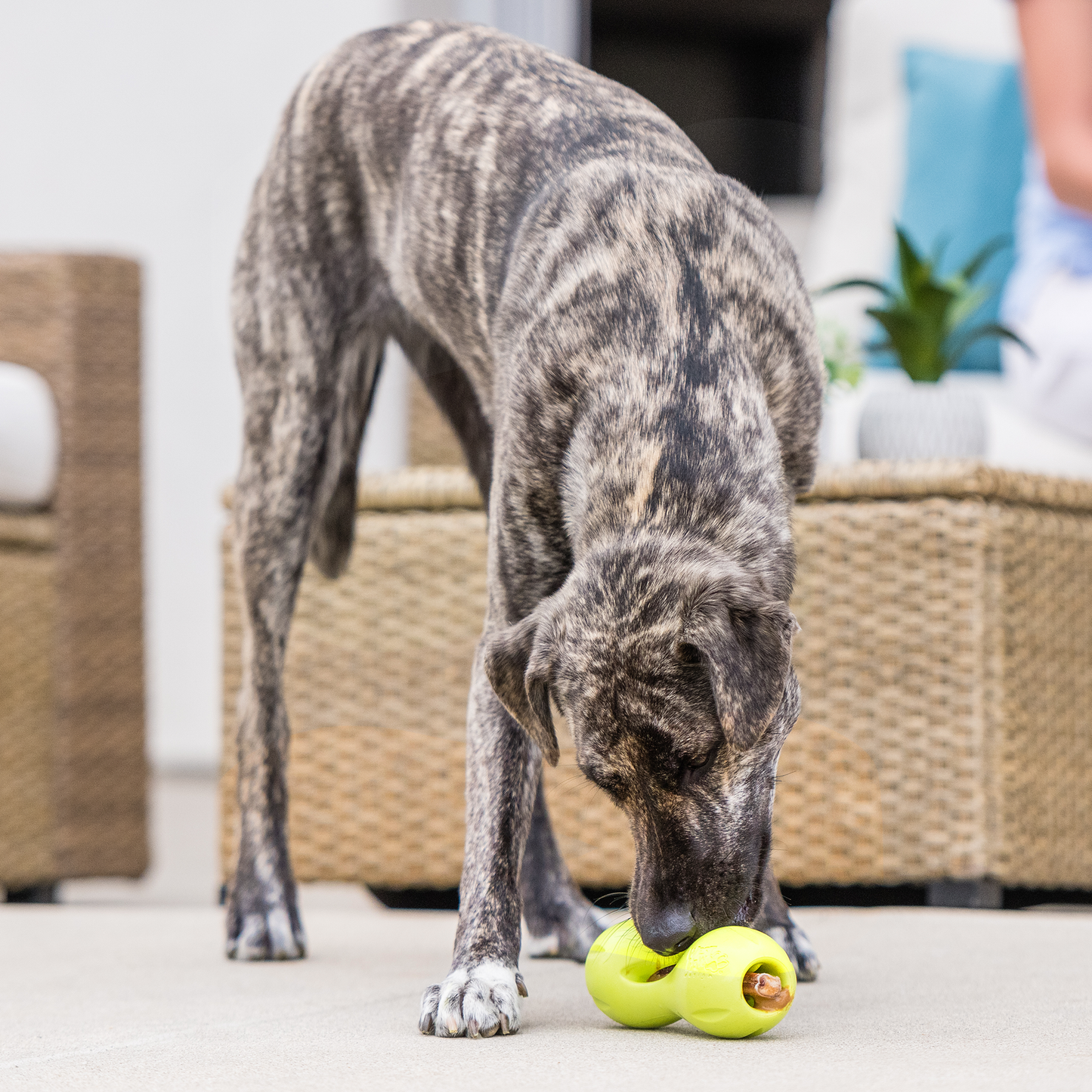 Qwizl Dog Toy