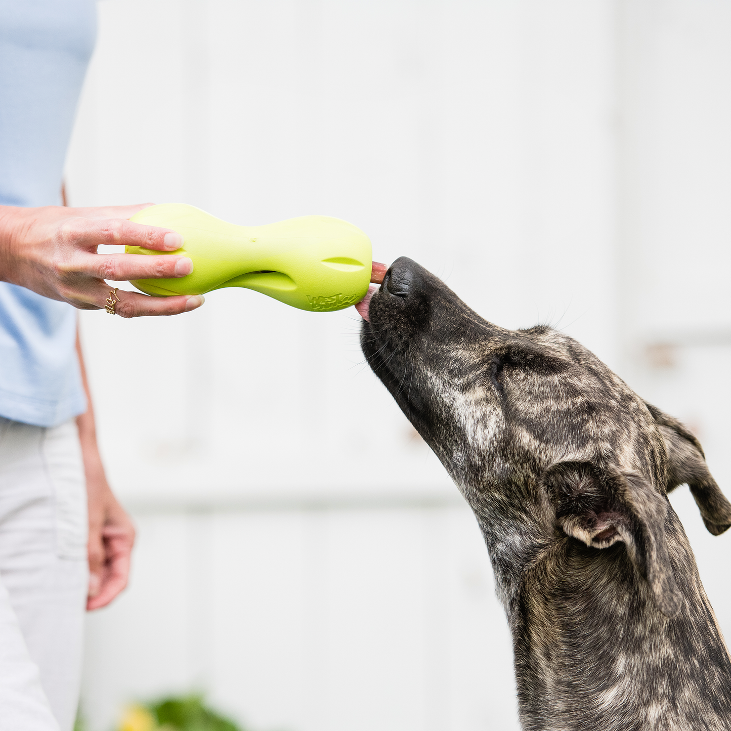 Qwizl Dog Toy