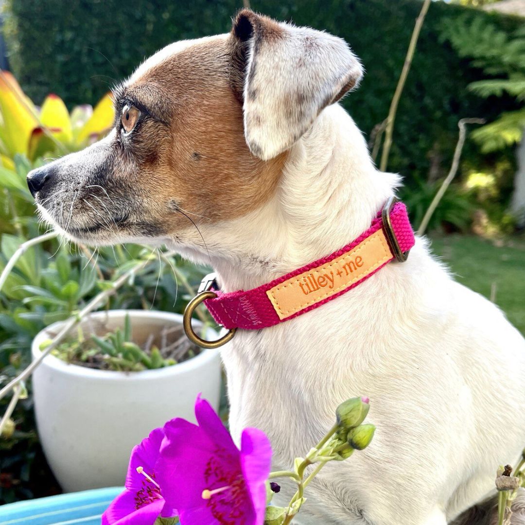 Malibu Sunset Sustainable Hemp Cotton Adjustable Dog Collar – Durable & Soft