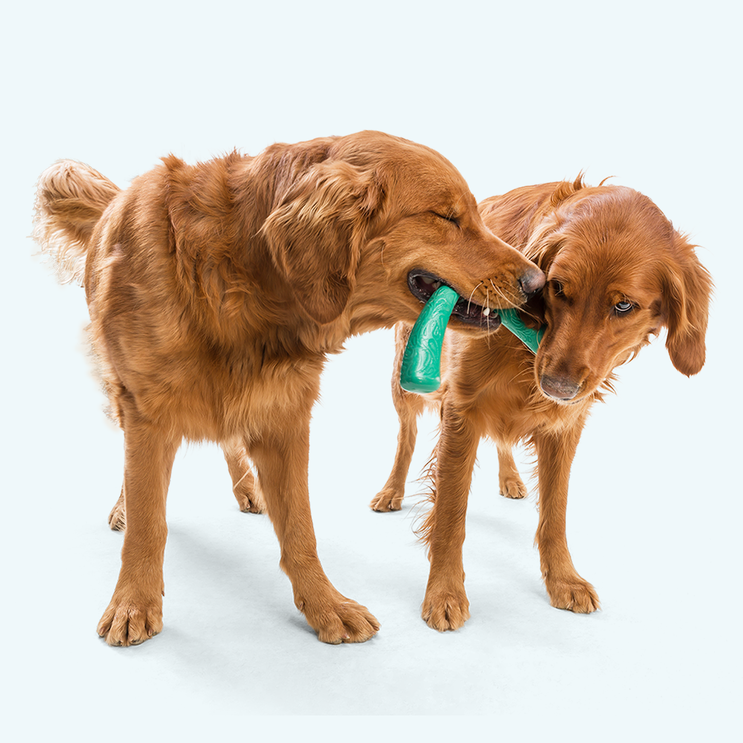 Snorkl Dog Toy