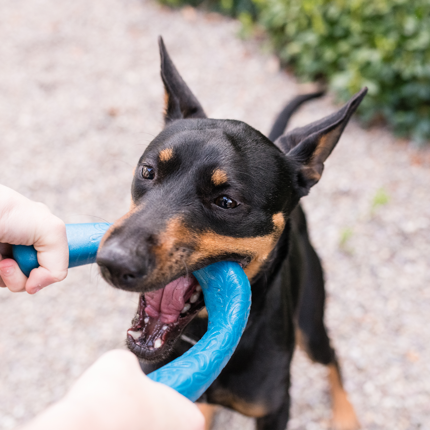 Snorkl Dog Toy