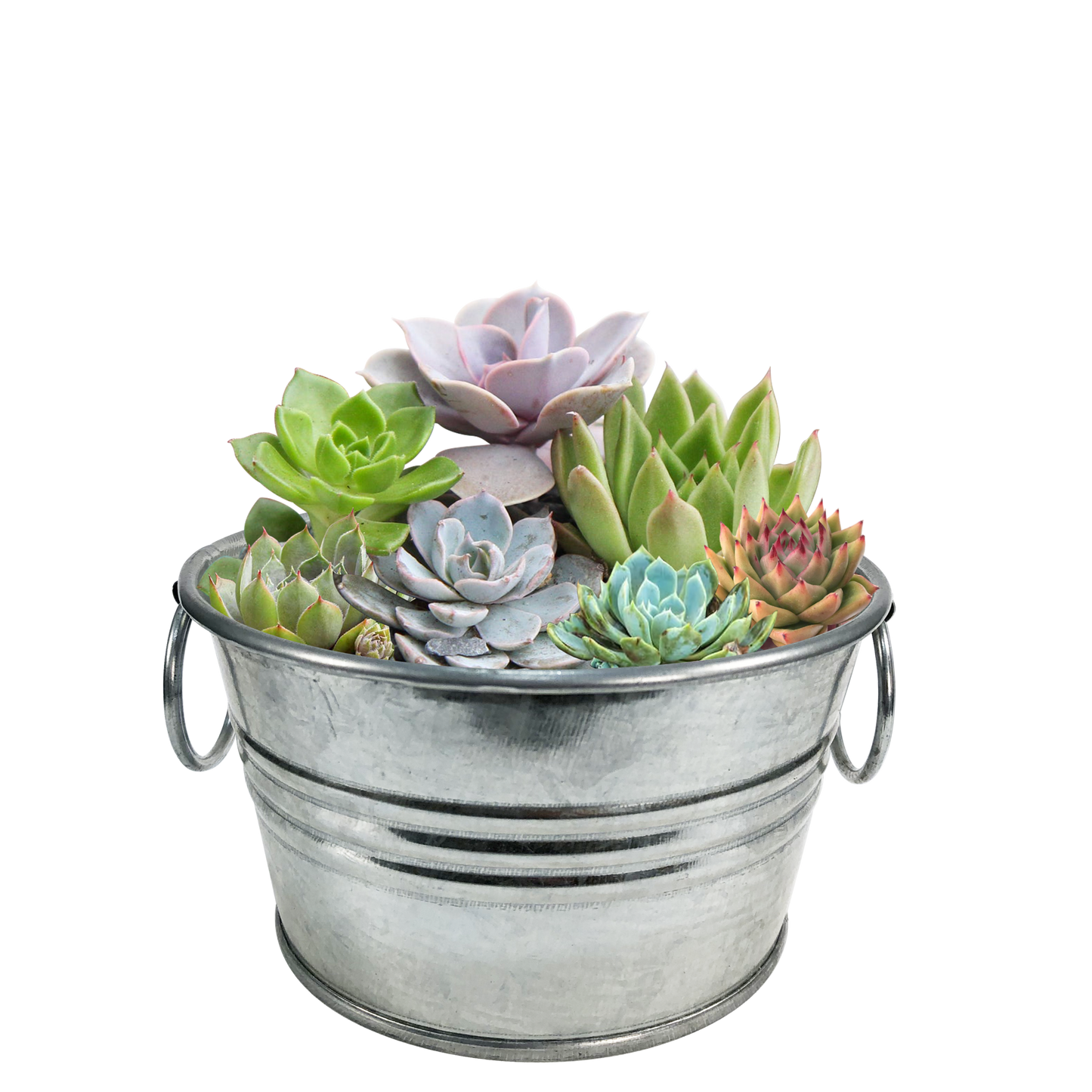 Pail of Peace - Grow Your Own Succulents Multipack of 3