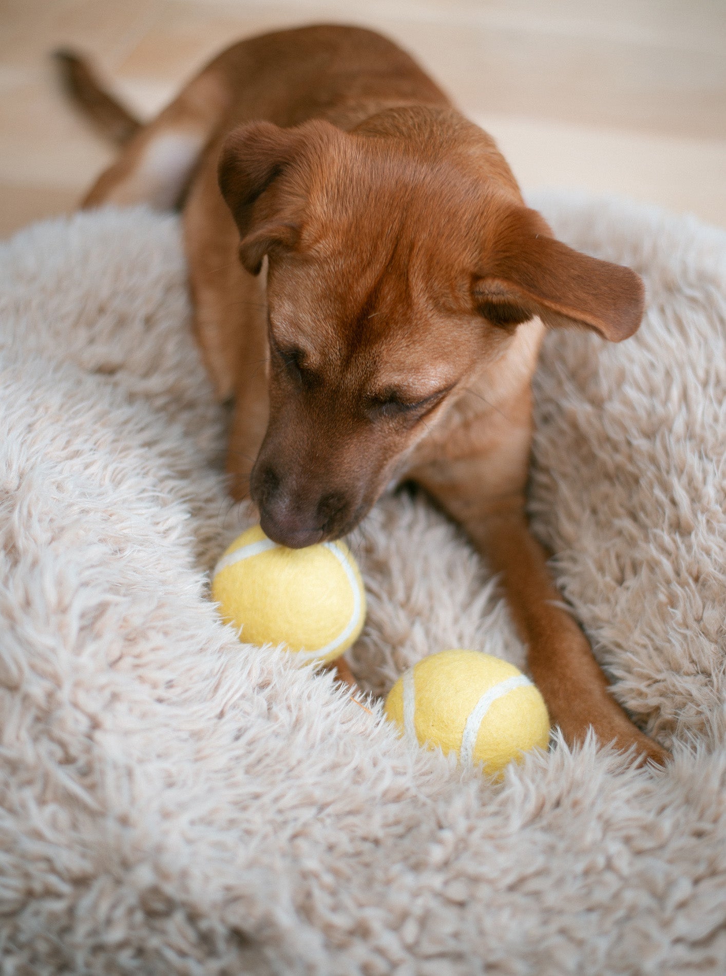 TENNIS BALL WOOL DOG TOY