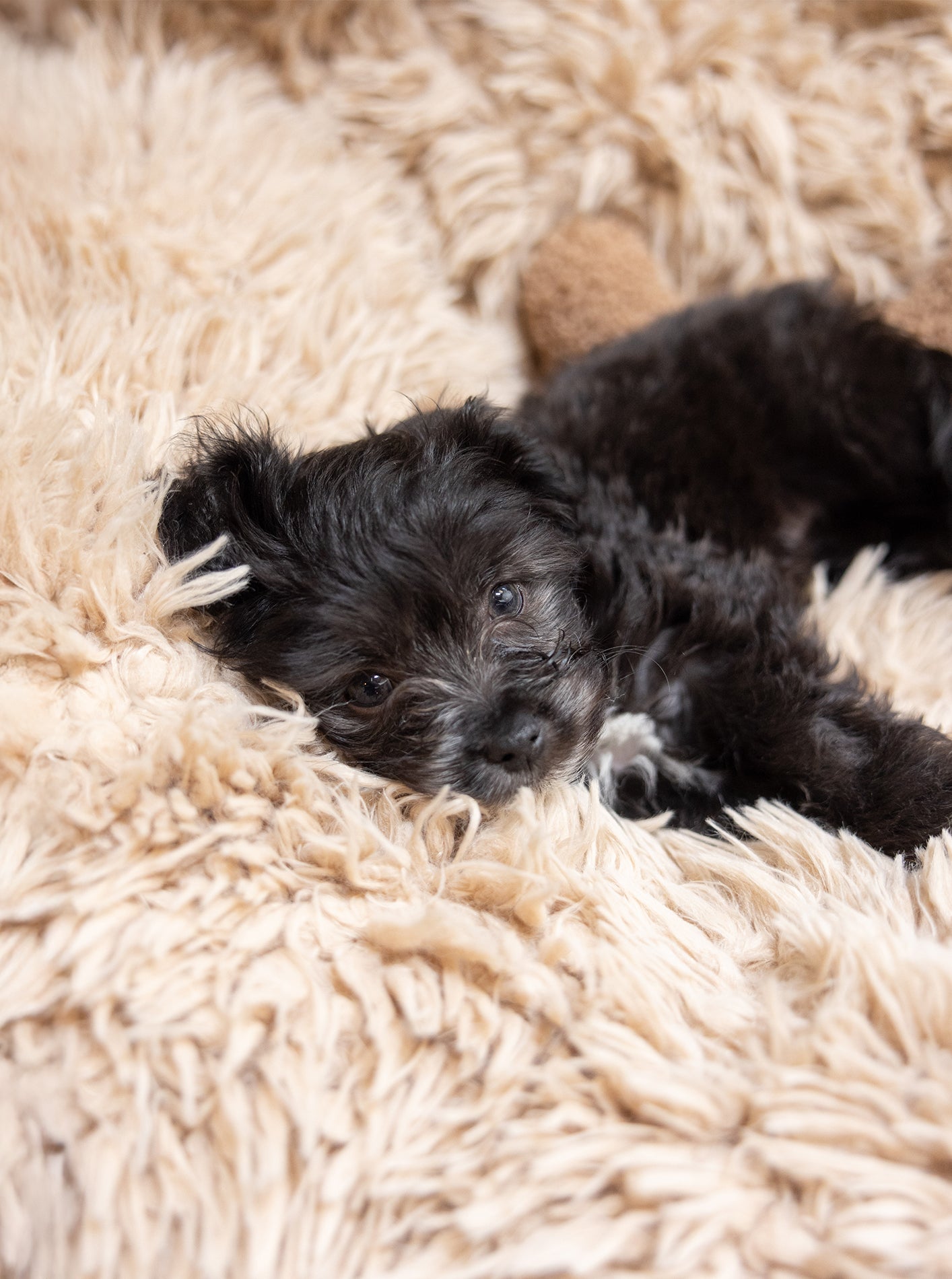 POD DOG BED