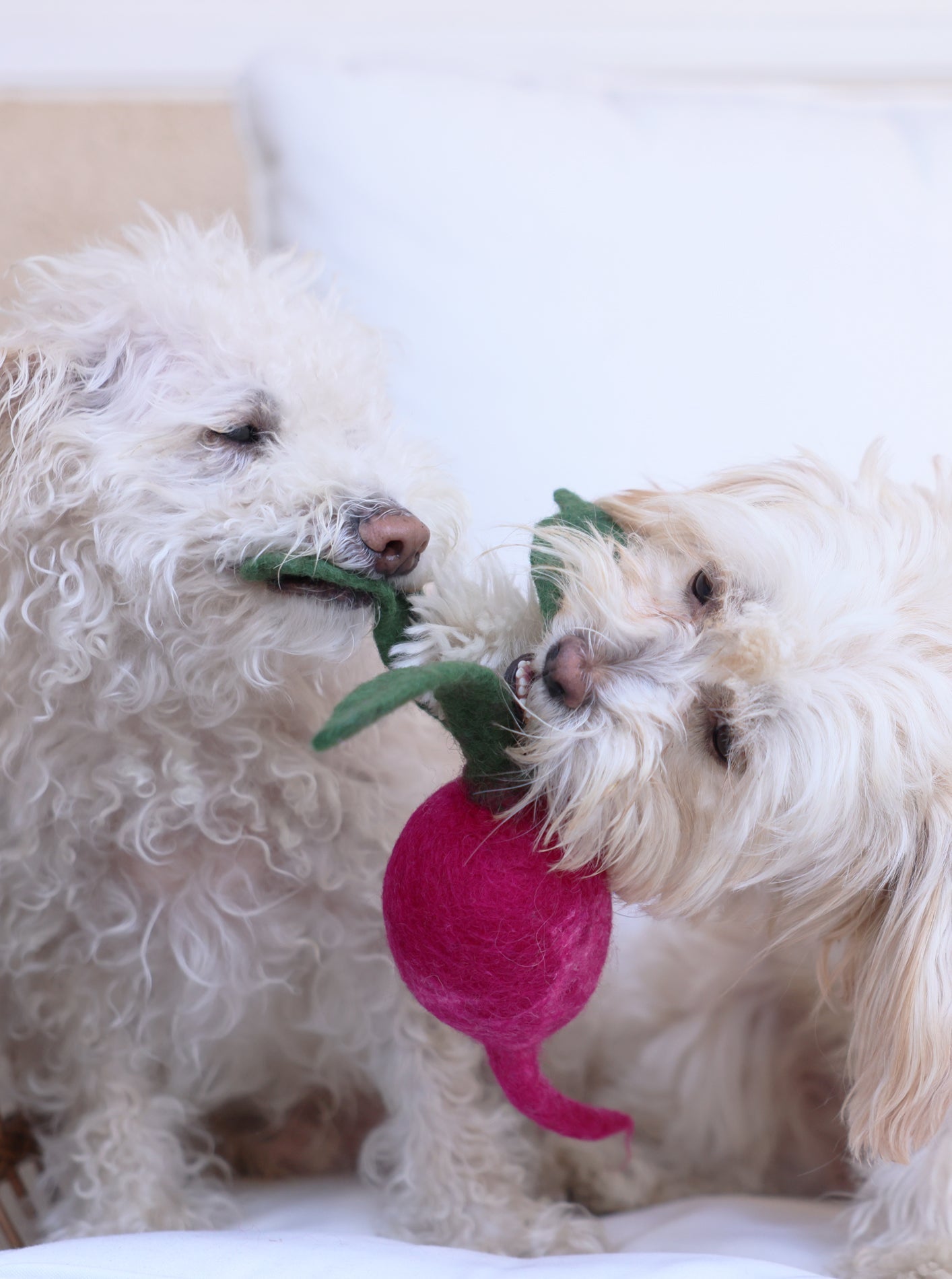 TURNIP WOOL DOG & CAT TOY