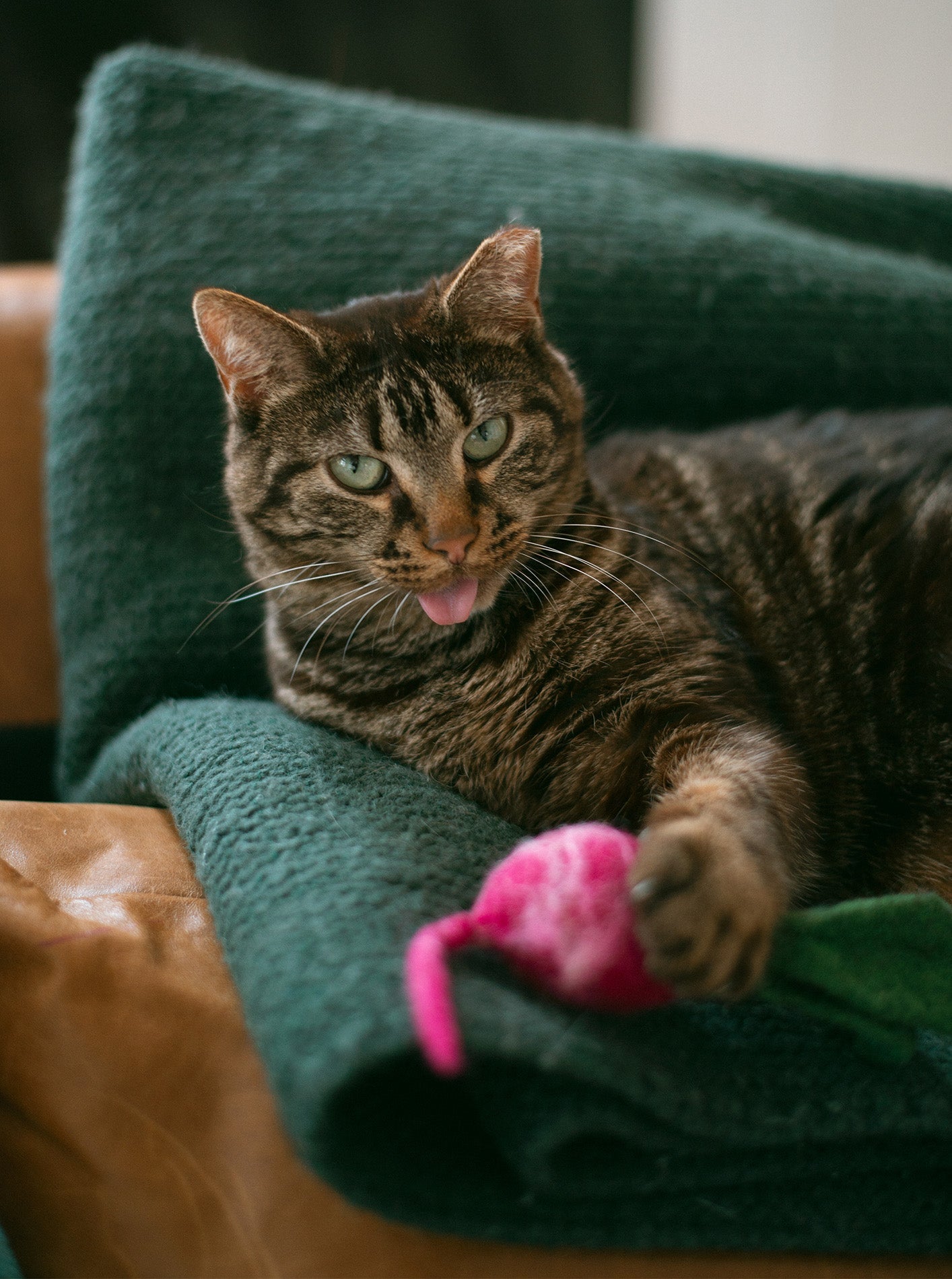 TURNIP WOOL DOG & CAT TOY