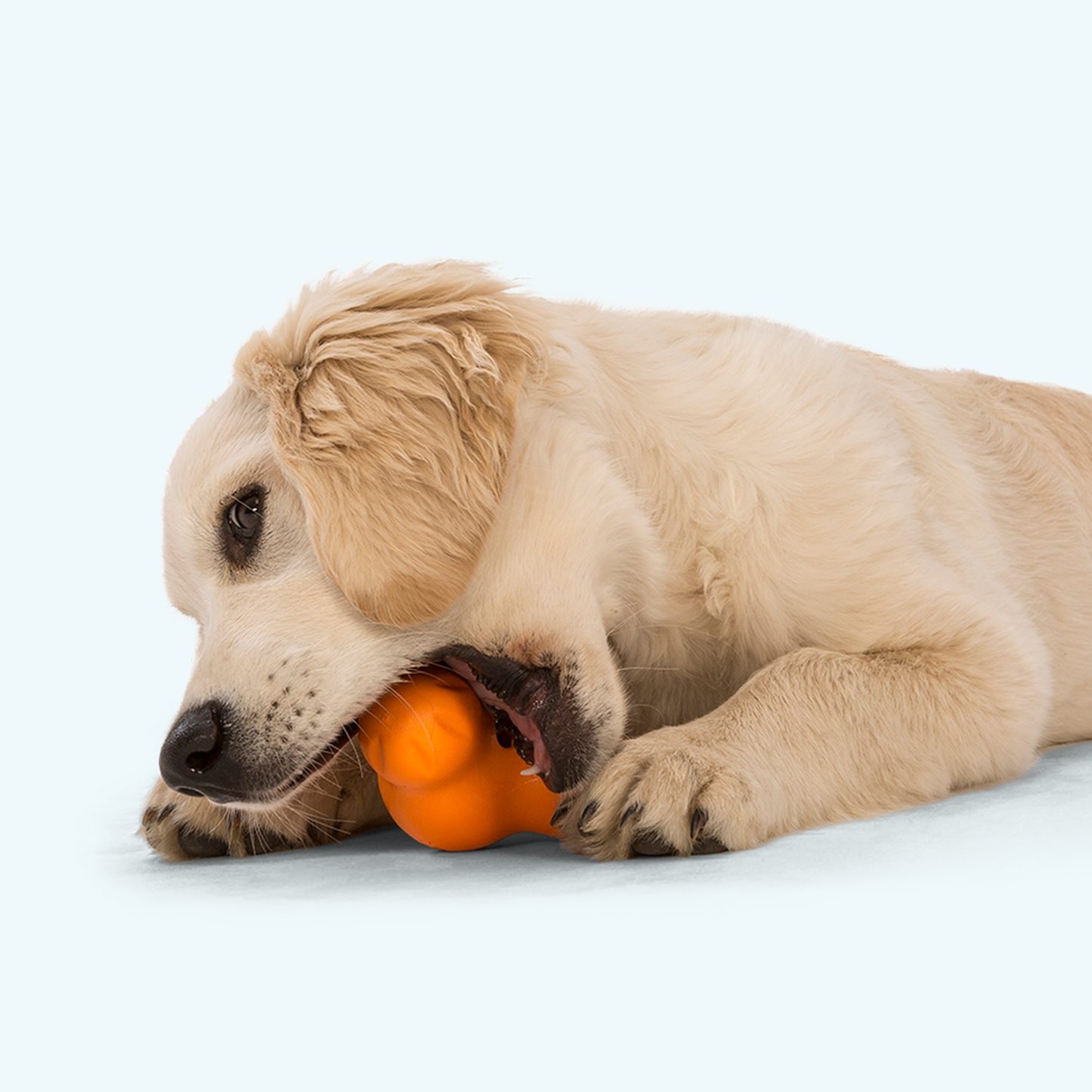Tux Dog Toy
