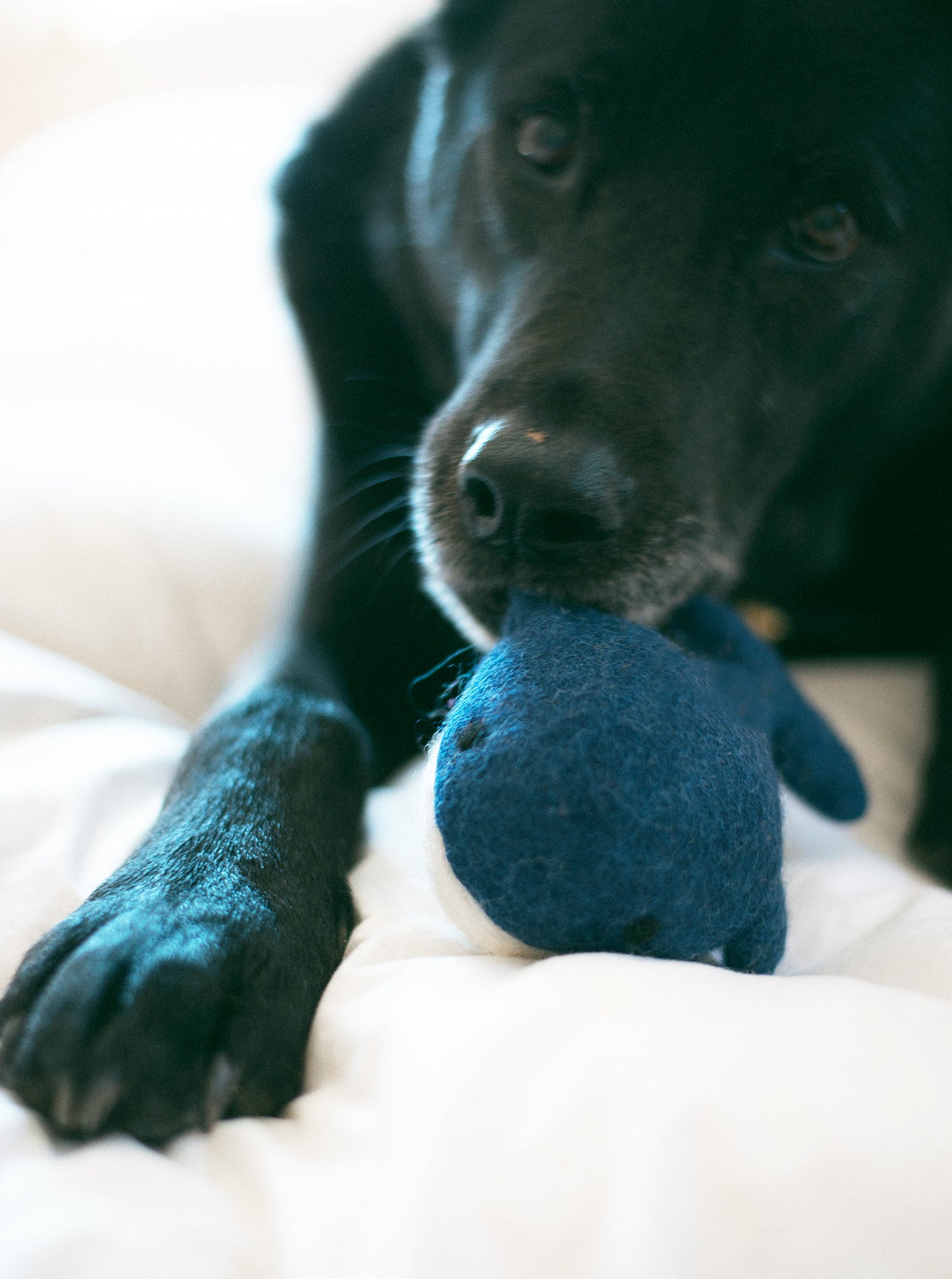 WHALE WOOL DOG TOY