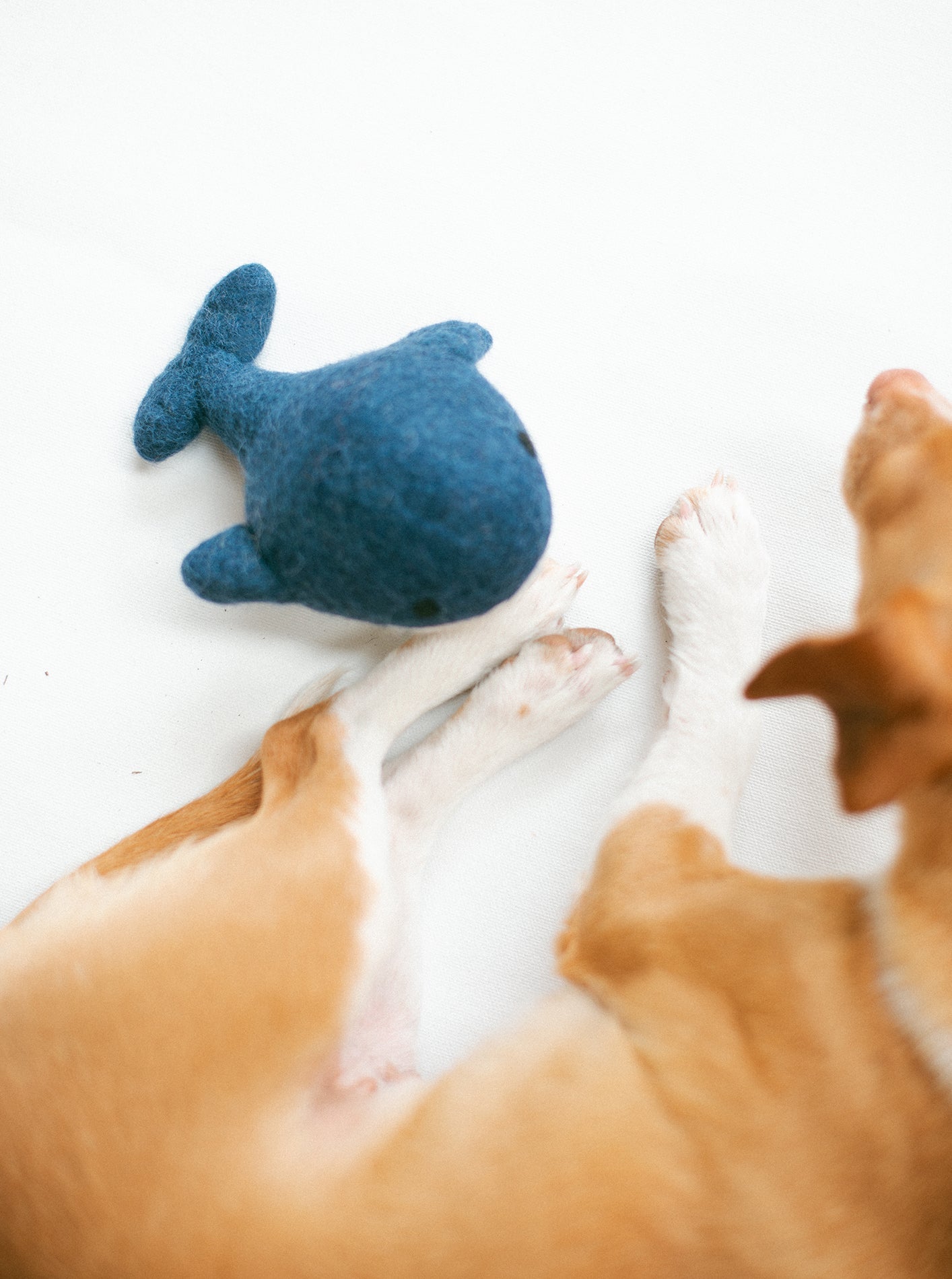 WHALE WOOL DOG TOY