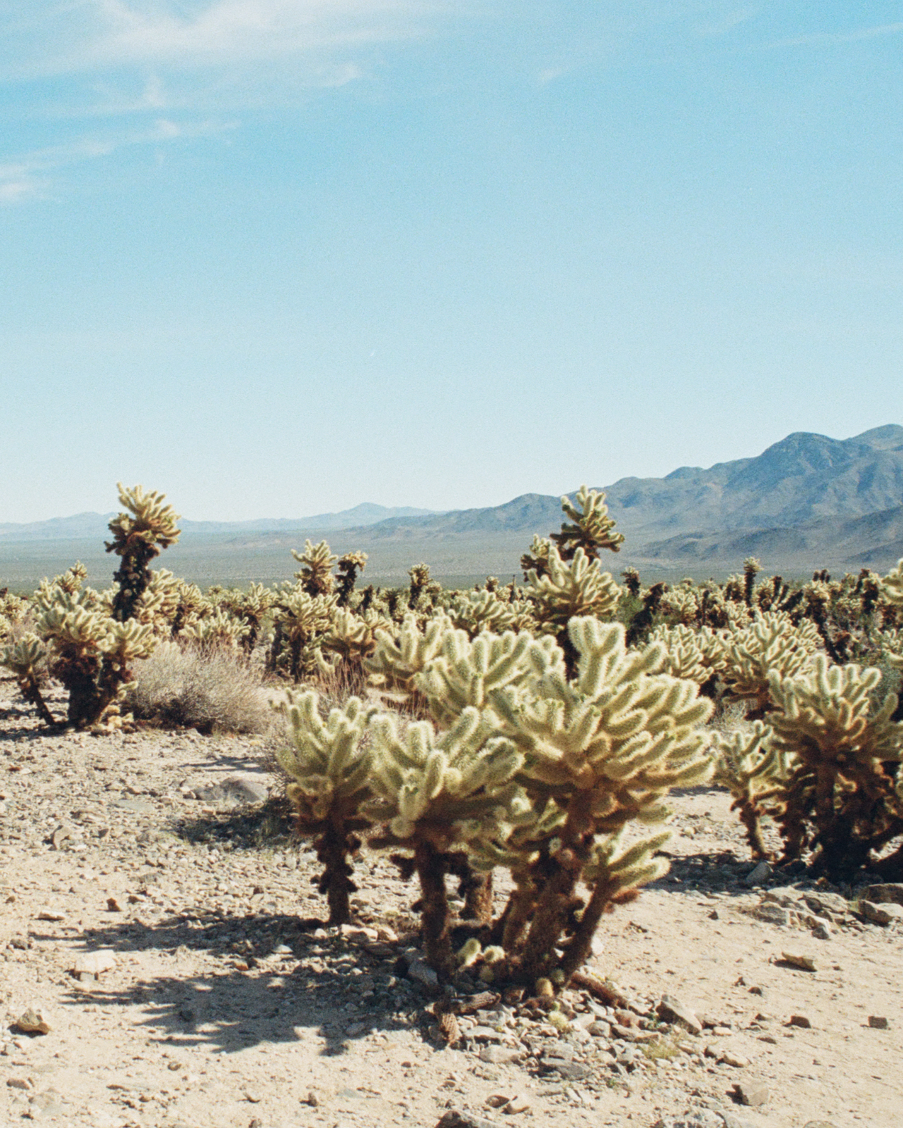 Desert Wilderness Cologne
