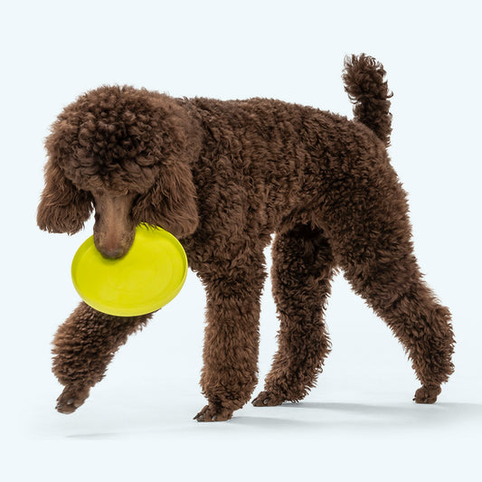 Zisc Dog Toy