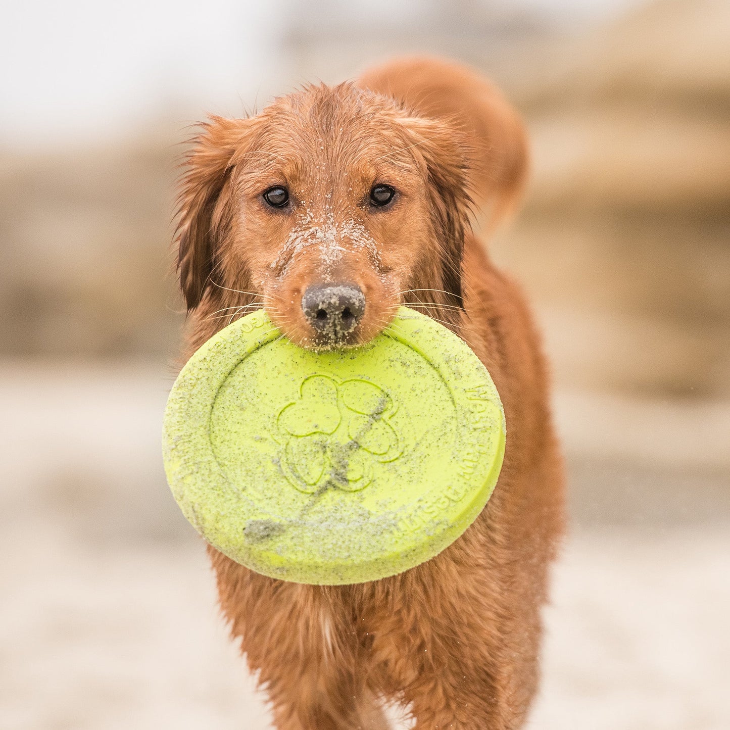 Zisc Dog Toy