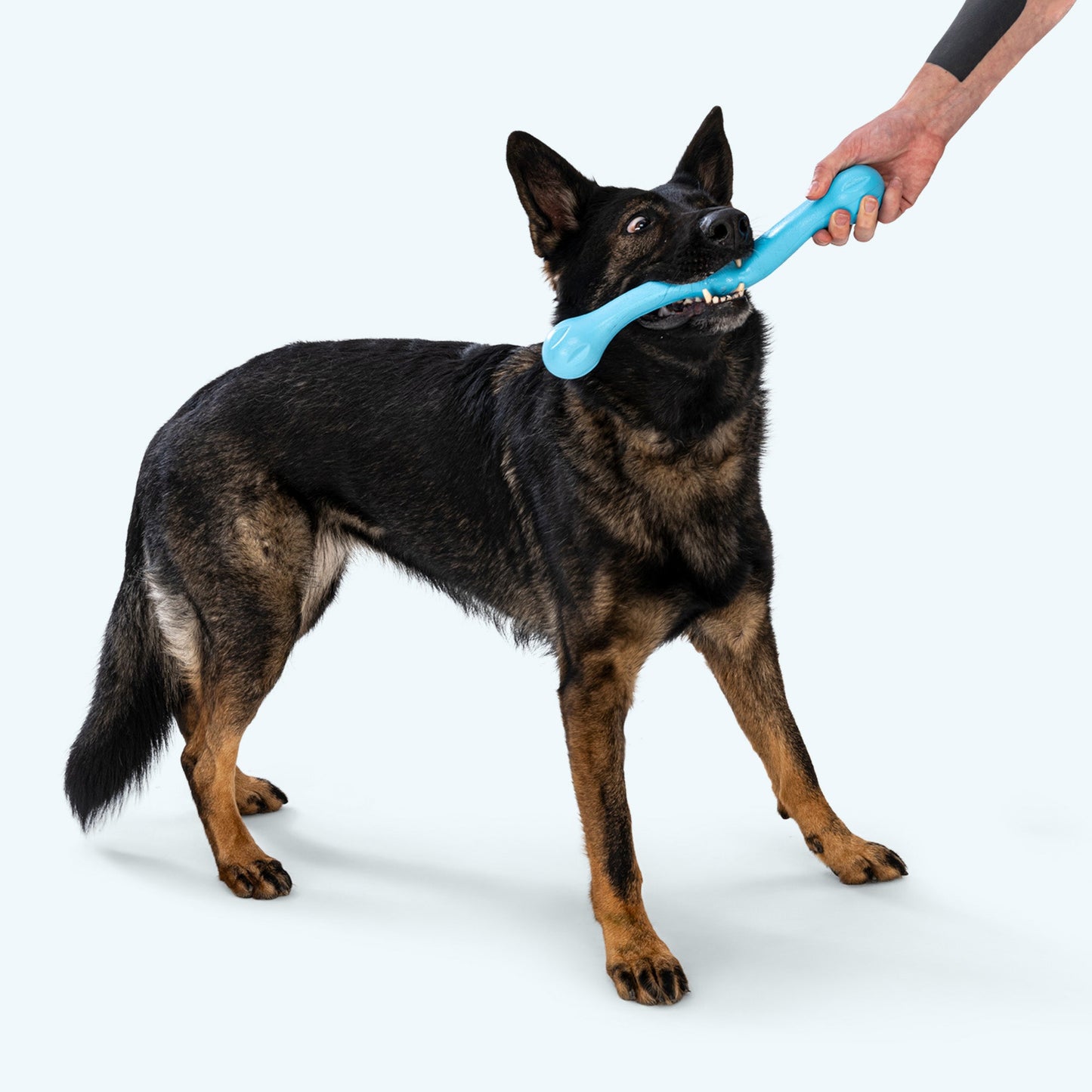 Zwig Dog Toy