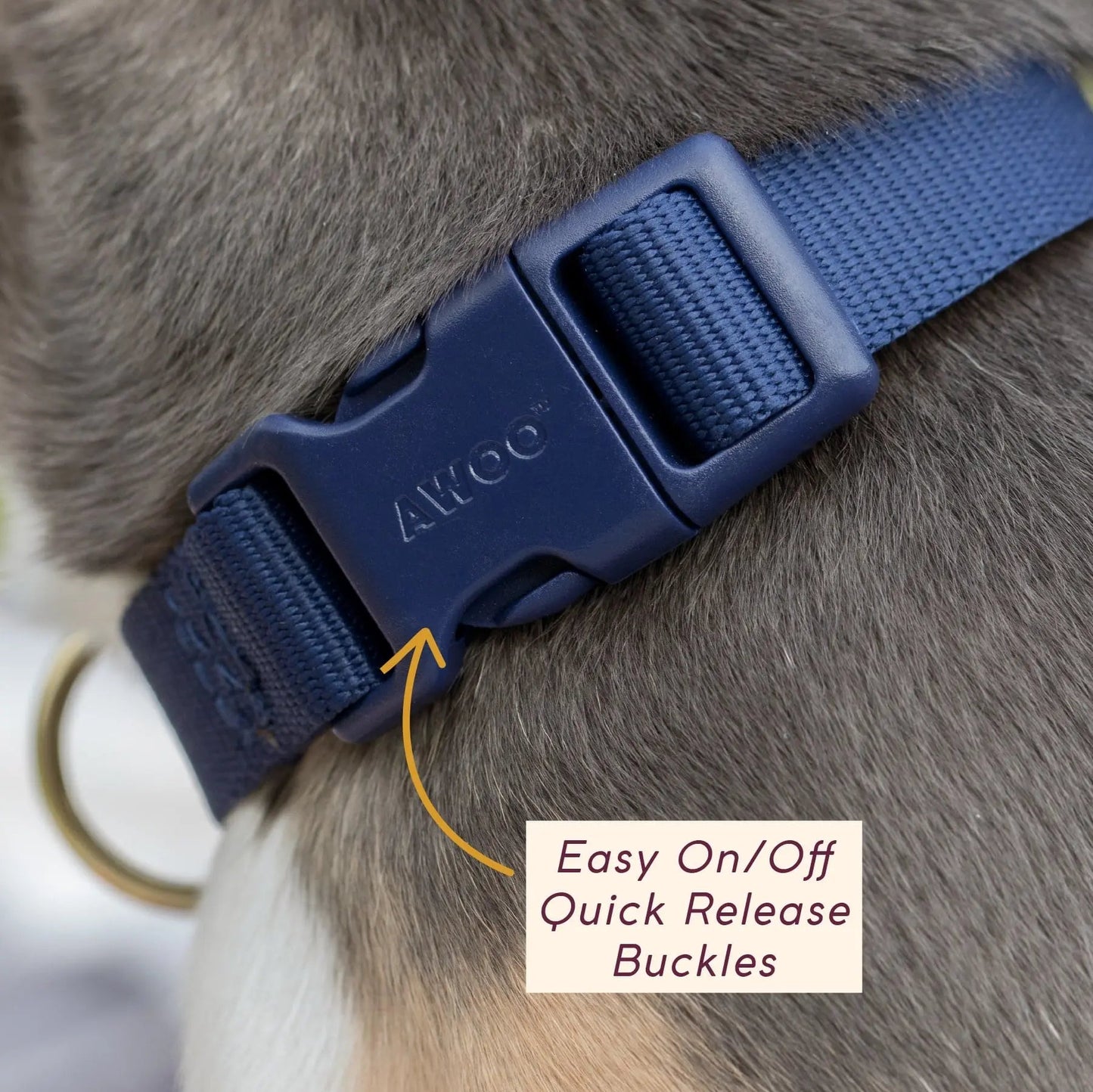 Pack Collar - Last Chance