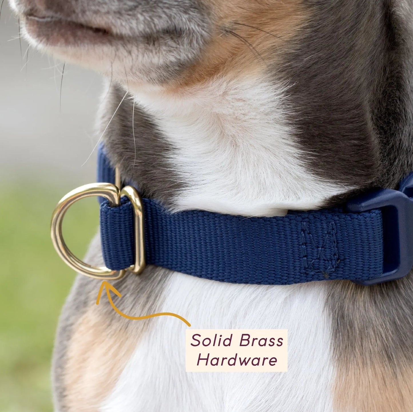 Pack Collar - Last Chance