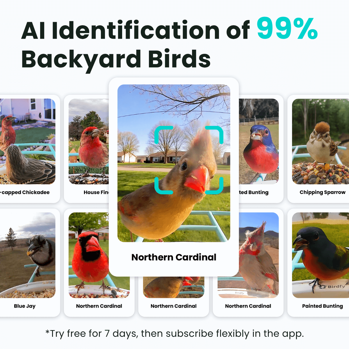 Birdfy Feeder - AI-Powered Smart Bird Feeder with Camera