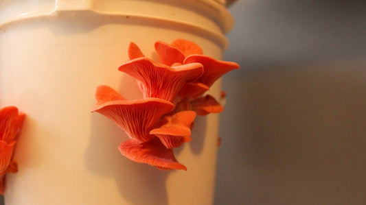 Pink Oyster Gourmet Mushroom Growing Kit Holiday Edition