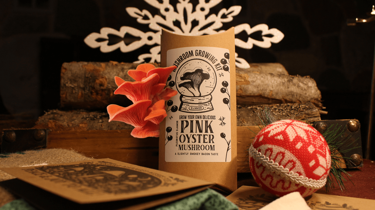 Pink Oyster Gourmet Mushroom Growing Kit Holiday Edition