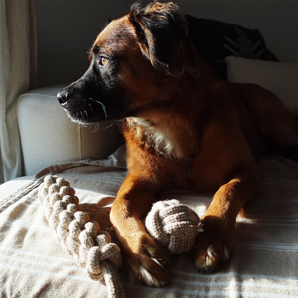 Indestructible Hemp Rope Ball Toy - Sustainable and Non-Toxic Pet Toy