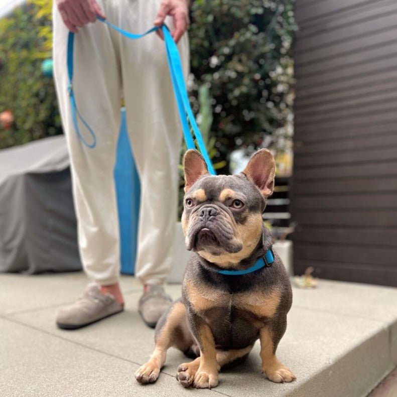 Malibu Sunset Sustainable Hemp Cotton Adjustable Dog Collar – Durable & Soft