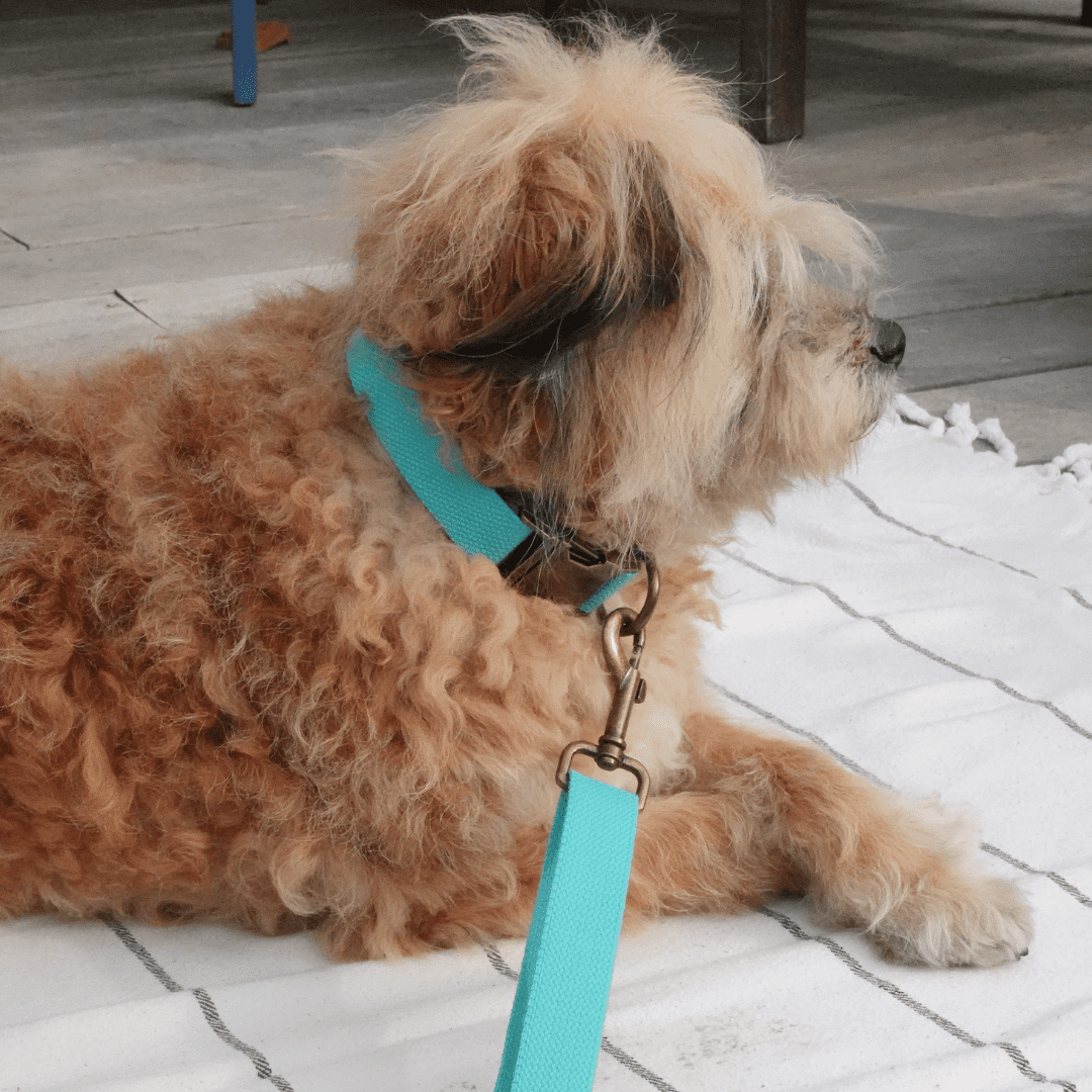 Malibu Sunset Sustainable Hemp Cotton Adjustable Dog Collar – Durable & Soft