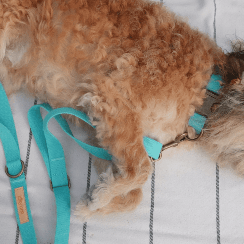 Malibu Sunset Sustainable Hemp Cotton Adjustable Dog Collar – Durable & Soft