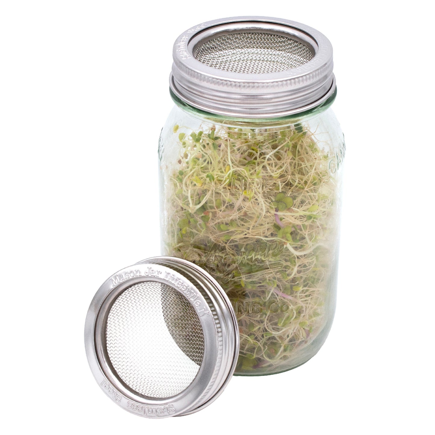 Curved Rust Proof Sprouting Lid and Band for Mason Jars