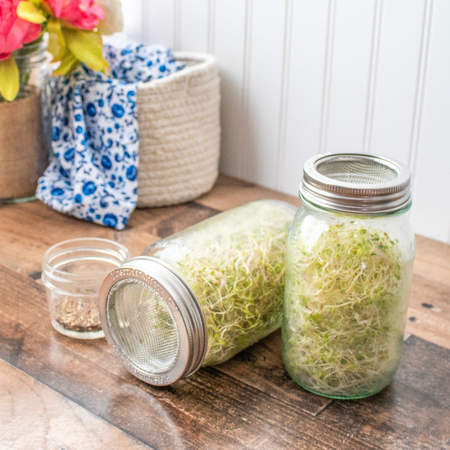 Curved Rust Proof Sprouting Lid and Band for Mason Jars