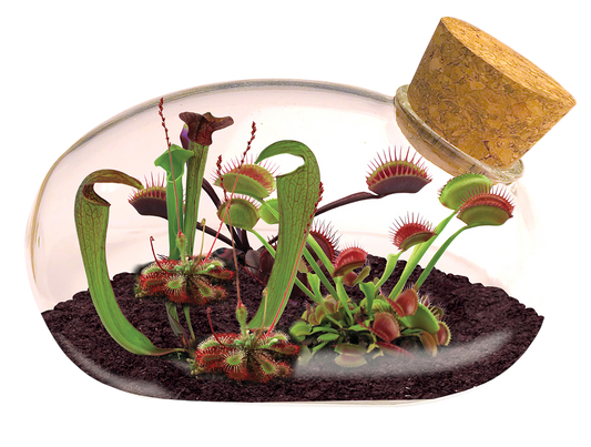 The Meat Eating Mouse Garden Glass Terrarium with Cork