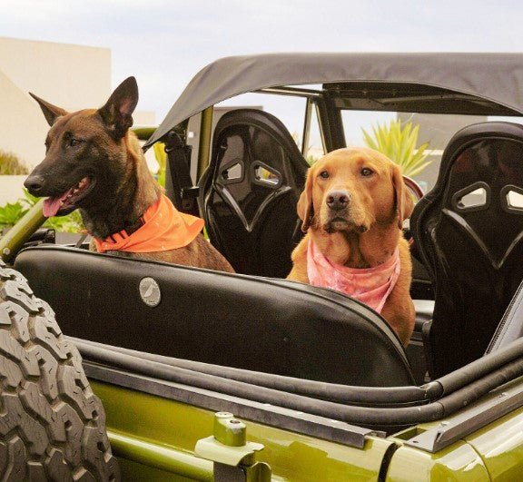 Malibu Sunset Sustainable Hemp Cotton Adjustable Dog Collar – Durable & Soft