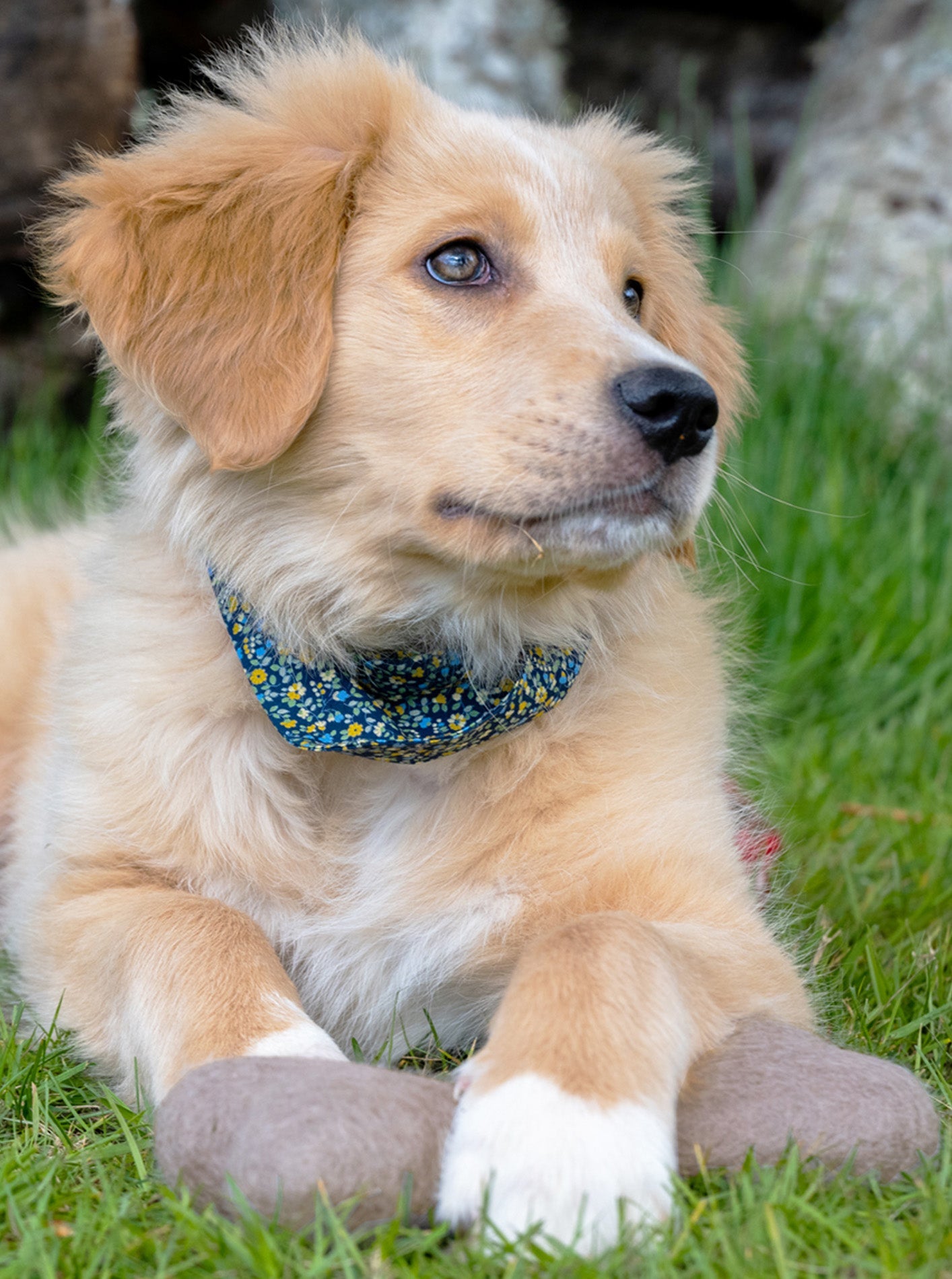 NEUTRAL WOOLBONE DOG TOY